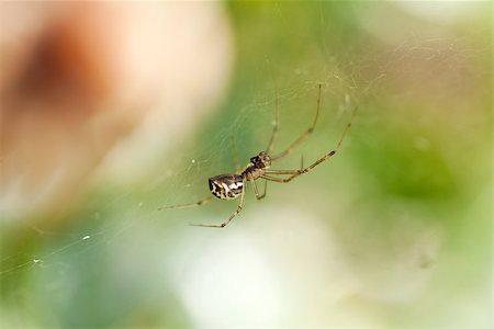 simsearch:640-02770439,k - small spider on a cobweb spiderweb in summer outdoor garden insect nature Foto de stock - Super Valor sin royalties y Suscripción, Código: 400-07305255