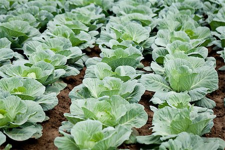 green cabbage plant field outdoor in summer agriculture vegetables Stock Photo - Budget Royalty-Free & Subscription, Code: 400-07305328