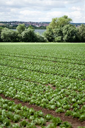 simsearch:400-07293838,k - fresh green salad cabbage on field summer agriculture nature plant Photographie de stock - Aubaine LD & Abonnement, Code: 400-07305334