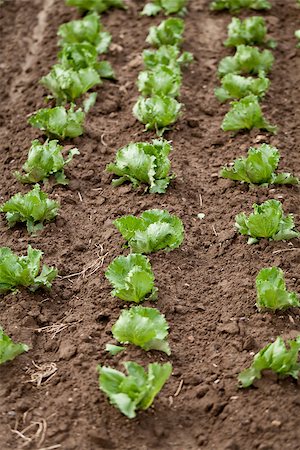 simsearch:400-07293838,k - fresh green salad cabbage on field summer agriculture nature plant Photographie de stock - Aubaine LD & Abonnement, Code: 400-07305335
