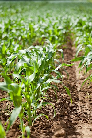 simsearch:824-07310382,k - fresh green corn in summer on field agriculture vegetable harvest Stockbilder - Microstock & Abonnement, Bildnummer: 400-07305337