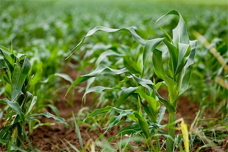 simsearch:824-07310382,k - fresh green corn in summer on field agriculture vegetable harvest Stockbilder - Microstock & Abonnement, Bildnummer: 400-07305338