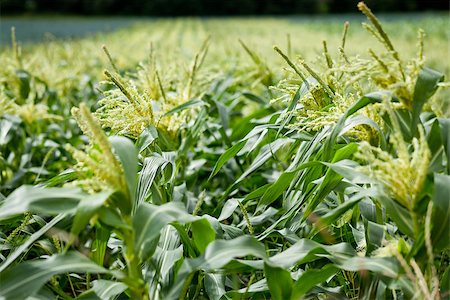 simsearch:824-07310382,k - fresh green corn in summer on field agriculture vegetable harvest Stockbilder - Microstock & Abonnement, Bildnummer: 400-07305339