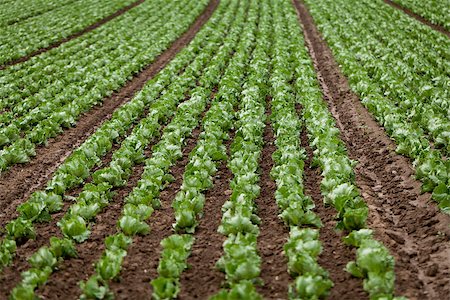simsearch:400-07293838,k - fresh green salad cabbage on field summer agriculture nature plant Photographie de stock - Aubaine LD & Abonnement, Code: 400-07305331