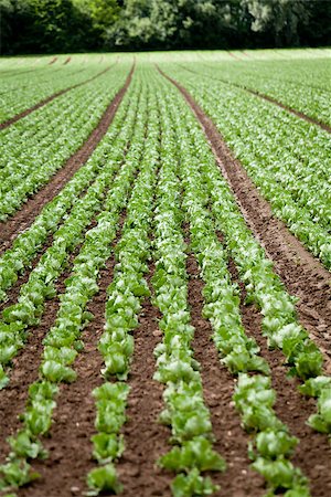 simsearch:400-07293838,k - fresh green salad cabbage on field summer agriculture nature plant Photographie de stock - Aubaine LD & Abonnement, Code: 400-07305332