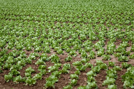 simsearch:400-07293838,k - fresh green salad cabbage on field summer agriculture nature plant Photographie de stock - Aubaine LD & Abonnement, Code: 400-07305333