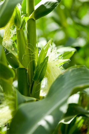 simsearch:824-07310382,k - fresh green corn in summer on field agriculture vegetable harvest Stockbilder - Microstock & Abonnement, Bildnummer: 400-07305340