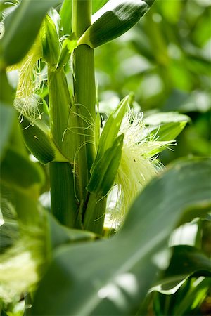 simsearch:824-07310382,k - fresh green corn in summer on field agriculture vegetable harvest Stockbilder - Microstock & Abonnement, Bildnummer: 400-07305341