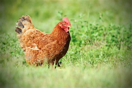 simsearch:659-01866131,k - colorful hen walking tranquil on green meadow Foto de stock - Royalty-Free Super Valor e Assinatura, Número: 400-07305418