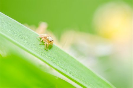 simsearch:600-00864467,k - Spider in the nature green background macro shot Stockbilder - Microstock & Abonnement, Bildnummer: 400-07305697