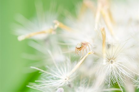 simsearch:600-00864467,k - Spider in the nature green background macro shot Stockbilder - Microstock & Abonnement, Bildnummer: 400-07305699