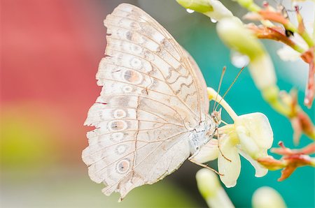 Little butterfly in the nature or in the garden Stock Photo - Budget Royalty-Free & Subscription, Code: 400-07305693