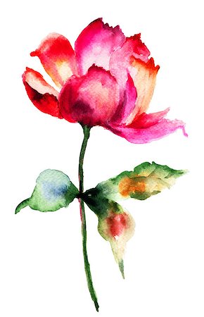 peony art - Decorative red flower, watercolor illustration Stock Photo - Budget Royalty-Free & Subscription, Code: 400-07305726