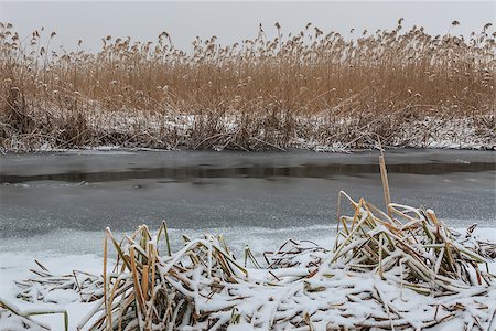 simsearch:400-07309980,k - lake in winter. Location: Comana Natural Park, Romania. Photographie de stock - Aubaine LD & Abonnement, Code: 400-07305772
