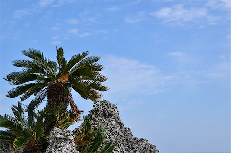 simsearch:400-07326581,k - Palm tree and coral rock at the island Okinawa in Japan Stock Photo - Budget Royalty-Free & Subscription, Code: 400-07305896