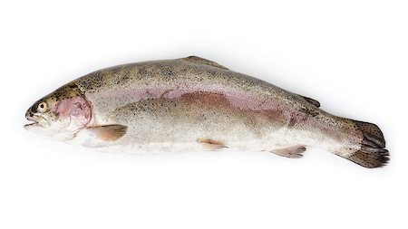 simsearch:400-08616184,k - fresh whole trout fish, isolated on white background Foto de stock - Royalty-Free Super Valor e Assinatura, Número: 400-07306267