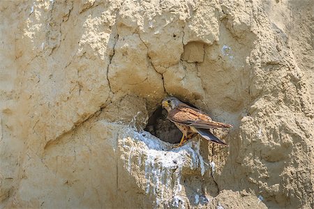 common kestrel (falco tinnunculus) sitting in the nest Stock Photo - Budget Royalty-Free & Subscription, Code: 400-07306320