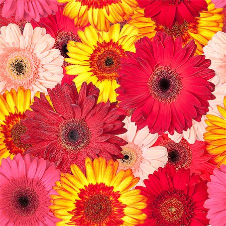 simsearch:400-08673224,k - Seamless Pattern from Vibrant Gerbera Flowers, Wallpaper Stock Photo - Budget Royalty-Free & Subscription, Code: 400-07306730