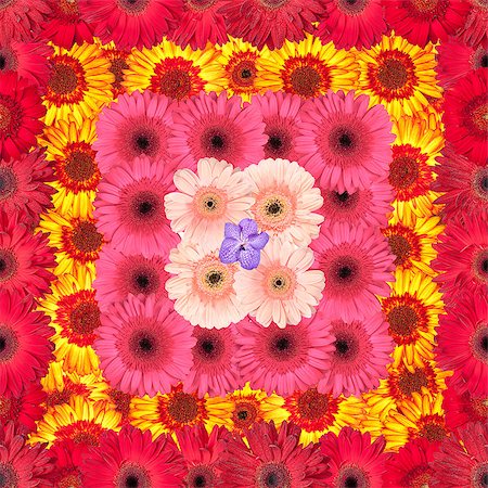 simsearch:400-08673224,k - Seamless Pattern from Vibrant Gerbera Flowers, Wallpaper Stock Photo - Budget Royalty-Free & Subscription, Code: 400-07306731