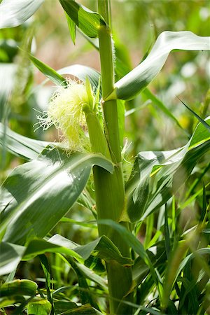 simsearch:824-07310382,k - fresh green corn in summer on field agriculture vegetable harvest Stockbilder - Microstock & Abonnement, Bildnummer: 400-07306750