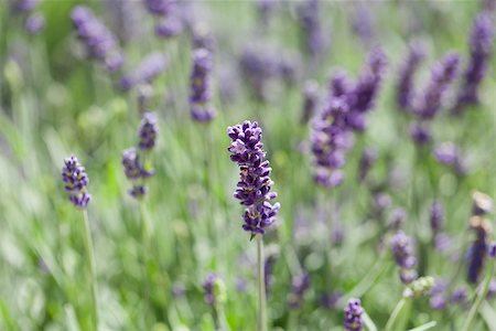simsearch:400-05372314,k - fresh aromatic lavender in basket macro outdoor on market summer Stockbilder - Microstock & Abonnement, Bildnummer: 400-07306764