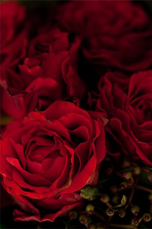 colorful beautiful roses flowers macro closeup card background valentine Stock Photo - Budget Royalty-Free & Subscription, Code: 400-07306768