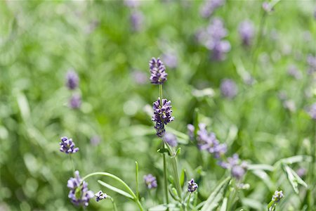 simsearch:400-05372314,k - fresh aromatic lavender in basket macro outdoor on market summer Stockbilder - Microstock & Abonnement, Bildnummer: 400-07306761