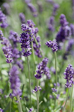 simsearch:400-05372314,k - fresh aromatic lavender in basket macro outdoor on market summer Stockbilder - Microstock & Abonnement, Bildnummer: 400-07306762