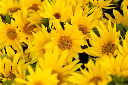 simsearch:859-03040238,k - colorful yellow sunflowers macro outdoor backround summer Foto de stock - Super Valor sin royalties y Suscripción, Código: 400-07306774
