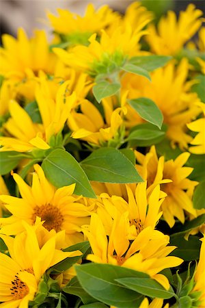 simsearch:859-03040238,k - colorful yellow sunflowers macro outdoor backround summer Foto de stock - Super Valor sin royalties y Suscripción, Código: 400-07306775