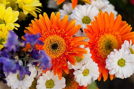 simsearch:400-06877945,k - beautiful colorful collection of flowers spring summer celebration card macro Stock Photo - Budget Royalty-Free & Subscription, Code: 400-07306776