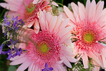 simsearch:400-06877945,k - beautiful colorful collection of flowers spring summer celebration card macro Stock Photo - Budget Royalty-Free & Subscription, Code: 400-07306777
