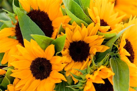 simsearch:859-03040238,k - colorful yellow sunflowers macro outdoor backround summer Foto de stock - Super Valor sin royalties y Suscripción, Código: 400-07306779