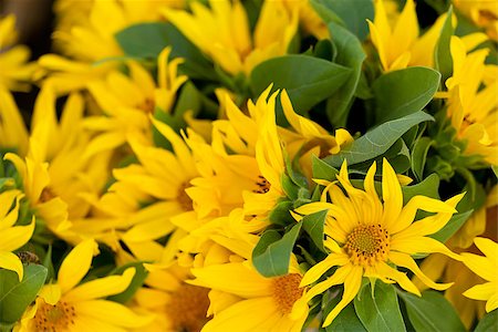 simsearch:859-03040238,k - colorful yellow sunflowers macro outdoor backround summer Foto de stock - Super Valor sin royalties y Suscripción, Código: 400-07306773