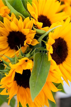 simsearch:859-03040238,k - colorful yellow sunflowers macro outdoor backround summer Foto de stock - Super Valor sin royalties y Suscripción, Código: 400-07306780
