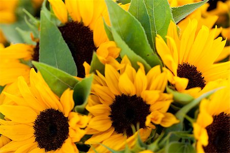 simsearch:859-03040238,k - colorful yellow sunflowers macro outdoor backround summer Foto de stock - Super Valor sin royalties y Suscripción, Código: 400-07306781