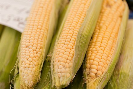 simsearch:824-07310382,k - fresh tasty corn macro closeup on market outdoor in summer Stockbilder - Microstock & Abonnement, Bildnummer: 400-07306815