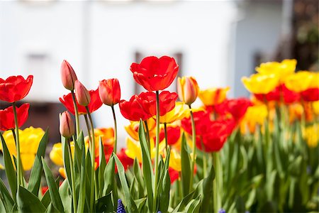 simsearch:400-04437778,k - beautiful colorful yellow red tulips flowers outdoor in spring Photographie de stock - Aubaine LD & Abonnement, Code: 400-07306994