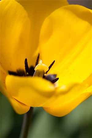 simsearch:400-04437778,k - beautiful colorful yellow red tulips flowers outdoor in spring Photographie de stock - Aubaine LD & Abonnement, Code: 400-07306995