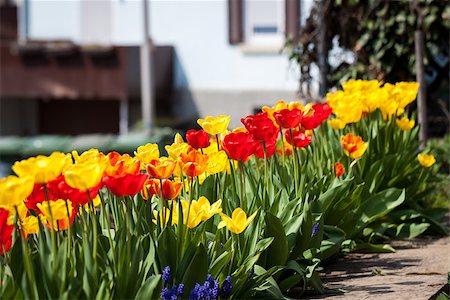 simsearch:400-04437778,k - beautiful colorful yellow red tulips flowers outdoor in spring Photographie de stock - Aubaine LD & Abonnement, Code: 400-07306996