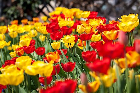 simsearch:400-04437778,k - beautiful colorful yellow red tulips flowers outdoor in spring Photographie de stock - Aubaine LD & Abonnement, Code: 400-07306997