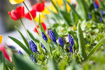 simsearch:400-04437778,k - beautiful colorful yellow red tulips flowers outdoor in spring Photographie de stock - Aubaine LD & Abonnement, Code: 400-07306999