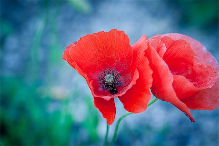 flower green color design wallpaper - beautiful red poppy poppies in green and blue closeup outdoor Stock Photo - Budget Royalty-Free & Subscription, Code: 400-07307070