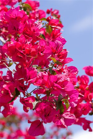 beautiful pink magenta bougainvillea flowers and blue sky in summer outdoor Stock Photo - Budget Royalty-Free & Subscription, Code: 400-07307083