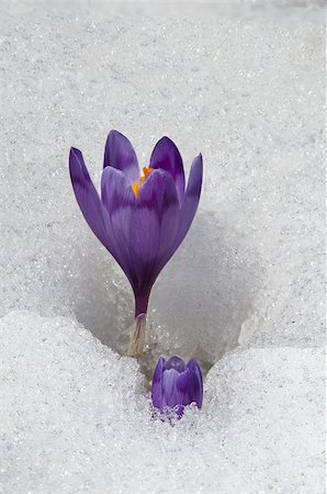 Violet crocuses have struggled through the snow. People associate  these bright flowers with spring. Stockbilder - Microstock & Abonnement, Bildnummer: 400-07307259