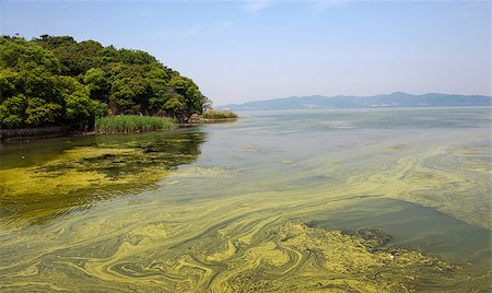fotosintesi - The polluted water of Taihu lake by cyanobacteria bloom in Jiangsu province of China. Fotografie stock - Microstock e Abbonamento, Codice: 400-07307415