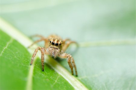 simsearch:600-00864467,k - Spider in the nature green background macro shot Stockbilder - Microstock & Abonnement, Bildnummer: 400-07307577