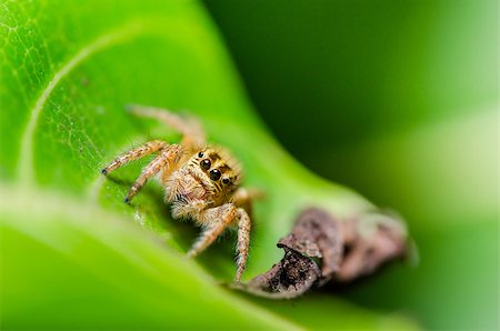 simsearch:600-00864467,k - Spider in the nature green background macro shot Stockbilder - Microstock & Abonnement, Bildnummer: 400-07307578