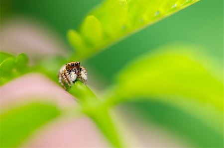 simsearch:600-00864467,k - Spider in the nature green background macro shot Stockbilder - Microstock & Abonnement, Bildnummer: 400-07307582