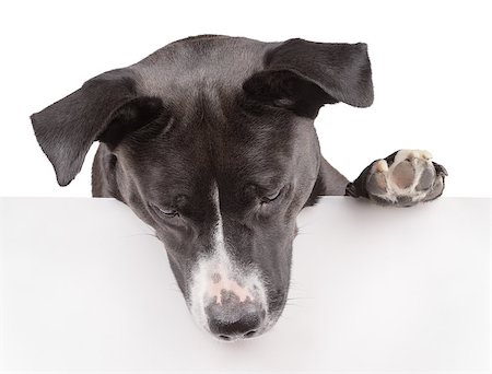 staffordshire terrier - Black dog looking down and leaning on panel isolated on white Stockbilder - Microstock & Abonnement, Bildnummer: 400-07307620